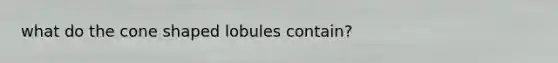 what do the cone shaped lobules contain?