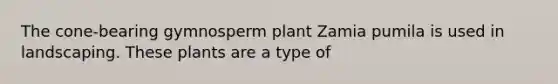 The cone-bearing gymnosperm plant Zamia pumila is used in landscaping. These plants are a type of