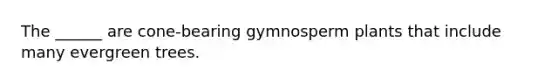 The ______ are cone-bearing gymnosperm plants that include many evergreen trees.