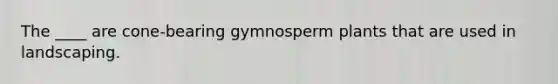 The ____ are cone-bearing gymnosperm plants that are used in landscaping.