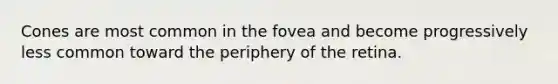 Cones are most common in the fovea and become progressively less common toward the periphery of the retina.