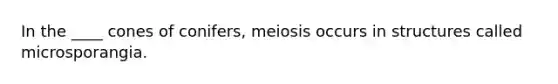 In the ____ cones of conifers, meiosis occurs in structures called microsporangia.