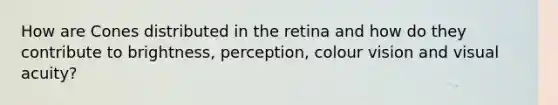 How are Cones distributed in the retina and how do they contribute to brightness, perception, colour vision and visual acuity?