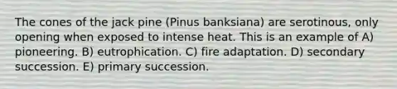 The cones of the jack pine (Pinus banksiana) are serotinous, only opening when exposed to intense heat. This is an example of A) pioneering. B) eutrophication. C) fire adaptation. D) secondary succession. E) primary succession.