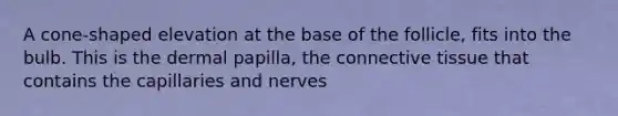 A cone-shaped elevation at the base of the follicle, fits into the bulb. This is the dermal papilla, the connective tissue that contains the capillaries and nerves