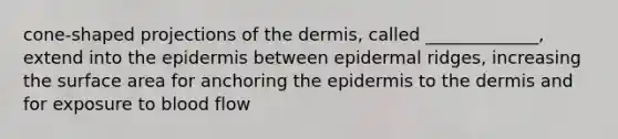 cone-shaped projections of the dermis, called _____________, extend into the epidermis between epidermal ridges, increasing the surface area for anchoring the epidermis to the dermis and for exposure to blood flow