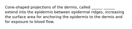 Cone-shaped projections of the dermis, called ______ ______ extend into the epidermis between epidermal ridges, increasing the surface area for anchoring the epidermis to the dermis and for exposure to blood flow.