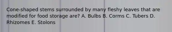 Cone-shaped stems surrounded by many fleshy leaves that are modified for food storage are? A. Bulbs B. Corms C. Tubers D. Rhizomes E. Stolons