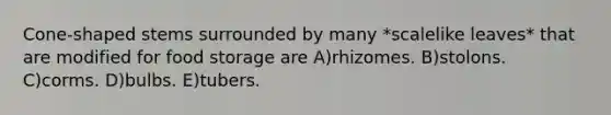 Cone-shaped stems surrounded by many *scalelike leaves* that are modified for food storage are A)rhizomes. B)stolons. C)corms. D)bulbs. E)tubers.
