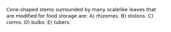 Cone-shaped stems surrounded by many scalelike leaves that are modified for food storage are: A) rhizomes. B) stolons. C) corms. D) bulbs. E) tubers.