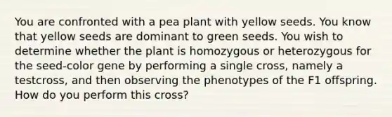 You are confronted with a pea plant with yellow seeds. You know that yellow seeds are dominant to green seeds. You wish to determine whether the plant is homozygous or heterozygous for the seed-color gene by performing a single cross, namely a testcross, and then observing the phenotypes of the F1 offspring. How do you perform this cross?