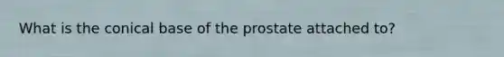 What is the conical base of the prostate attached to?