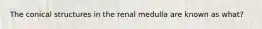 The conical structures in the renal medulla are known as what?