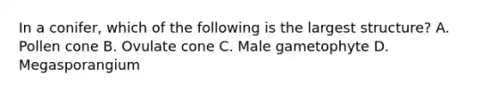 In a conifer, which of the following is the largest structure? A. Pollen cone B. Ovulate cone C. Male gametophyte D. Megasporangium