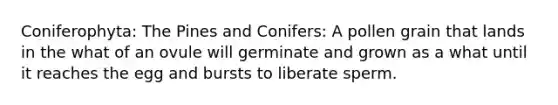 Coniferophyta: The Pines and Conifers: A pollen grain that lands in the what of an ovule will germinate and grown as a what until it reaches the egg and bursts to liberate sperm.