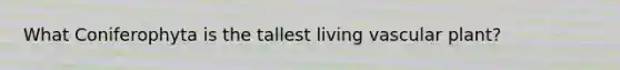 What Coniferophyta is the tallest living vascular plant?