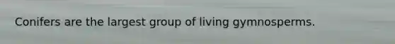 Conifers are the largest group of living gymnosperms.
