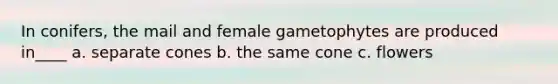 In conifers, the mail and female gametophytes are produced in____ a. separate cones b. the same cone c. flowers