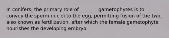 In conifers, the primary role of _______ gametophytes is to convey the sperm nuclei to the egg, permitting fusion of the two, also known as fertilization, after which the female gametophyte nourishes the developing embryo.