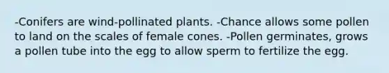 -Conifers are wind-pollinated plants. -Chance allows some pollen to land on the scales of female cones. -Pollen germinates, grows a pollen tube into the egg to allow sperm to fertilize the egg.