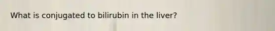 What is conjugated to bilirubin in the liver?
