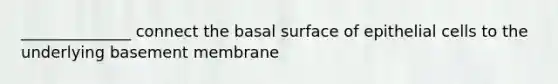 ______________ connect the basal surface of epithelial cells to the underlying basement membrane