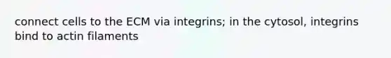 connect cells to the ECM via integrins; in the cytosol, integrins bind to actin filaments