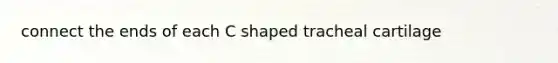 connect the ends of each C shaped tracheal cartilage