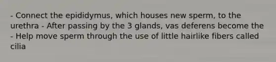 - Connect the epididymus, which houses new sperm, to the urethra - After passing by the 3 glands, vas deferens become the - Help move sperm through the use of little hairlike fibers called cilia