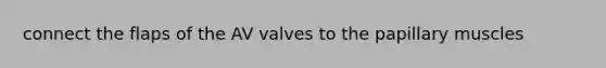 connect the flaps of the AV valves to the papillary muscles