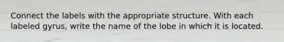 Connect the labels with the appropriate structure. With each labeled gyrus, write the name of the lobe in which it is located.