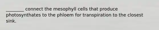 ________ connect the mesophyll cells that produce photosynthates to the phloem for transpiration to the closest sink.