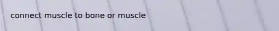 connect muscle to bone or muscle