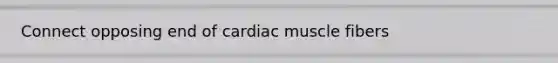 Connect opposing end of cardiac muscle fibers