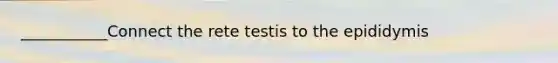 ___________Connect the rete testis to the epididymis