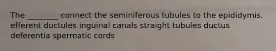 The ________ connect the seminiferous tubules to the epididymis. efferent ductules inguinal canals straight tubules ductus deferentia spermatic cords