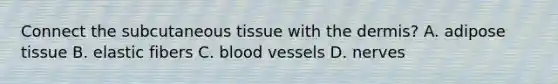 Connect the subcutaneous tissue with <a href='https://www.questionai.com/knowledge/kEsXbG6AwS-the-dermis' class='anchor-knowledge'>the dermis</a>? A. adipose tissue B. elastic fibers C. blood vessels D. nerves