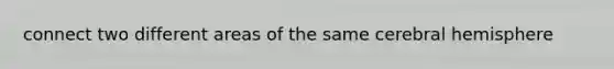 connect two different areas of the same cerebral hemisphere