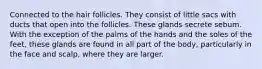 Connected to the hair follicles. They consist of little sacs with ducts that open into the follicles. These glands secrete sebum. With the exception of the palms of the hands and the soles of the feet, these glands are found in all part of the body, particularly in the face and scalp, where they are larger.