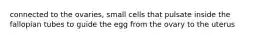 connected to the ovaries, small cells that pulsate inside the fallopian tubes to guide the egg from the ovary to the uterus