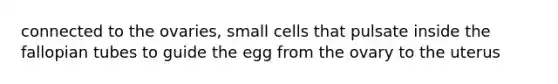 connected to the ovaries, small cells that pulsate inside the fallopian tubes to guide the egg from the ovary to the uterus