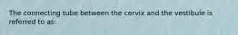 The connecting tube between the cervix and the vestibule is referred to as: