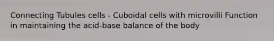 Connecting Tubules cells - Cuboidal cells with microvilli Function in maintaining the acid-base balance of the body