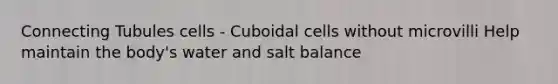 Connecting Tubules cells - Cuboidal cells without microvilli Help maintain the body's water and salt balance