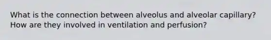 What is the connection between alveolus and alveolar capillary? How are they involved in ventilation and perfusion?