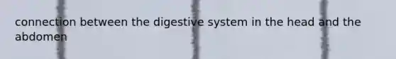 connection between the digestive system in the head and the abdomen