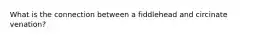 What is the connection between a fiddlehead and circinate venation?