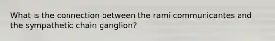 What is the connection between the rami communicantes and the sympathetic chain ganglion?