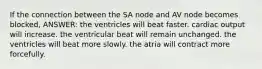 If the connection between the SA node and AV node becomes blocked, ANSWER: the ventricles will beat faster. cardiac output will increase. the ventricular beat will remain unchanged. the ventricles will beat more slowly. the atria will contract more forcefully.