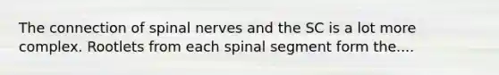 The connection of spinal nerves and the SC is a lot more complex. Rootlets from each spinal segment form the....